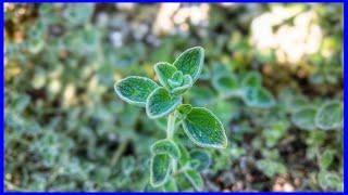 Zaatar - The Mysterious Herb (Beautiful)