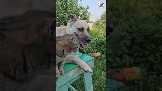 Вечером на лавочке Бакс и Вербуся ️