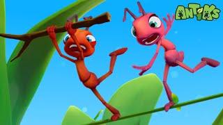 High Wire Act |  Antiks & Insectibles  | Funny Cartoons for Kids | Moonbug