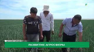 Благодаря линейке луков от компании Энза Заден, рынок Казахстана обеспечивается ранней продукцией