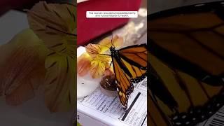 This woman rescued a trapped butterfly and nursed it back to health. #animalshorts #shortvideo