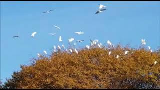 Cattle egret birds in RAASM