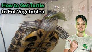 Feeding Vegetables to Turtles: How to Get Your Turtle to Eat Vegetables