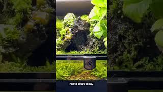My ecosystem was looking good today! #youtubeshort #indoorecosystem #terrarium