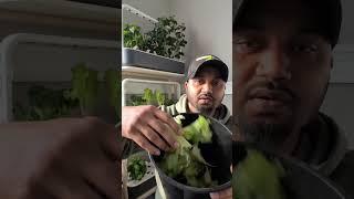 Indoor Garden Harvest  Kale , lettuce & Bok choy  #garden #gardening #greentgarden