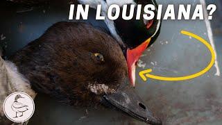 LOUISIANA Public Land Duck Hunting 2022! | You Don't See This Everyday!