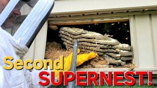 SUPERNEST! Round 2 Yellow Jacket SUPERNEST Removal! Wasp Nest Removal!