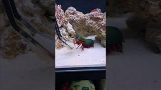How powerful is a mantis shrimp's punch? #animals