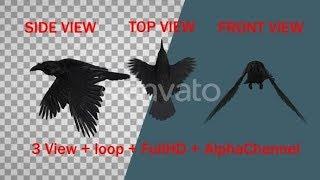 Realistic Raven Fly Loop | Motion Graphics - Videohive template