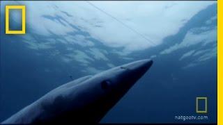 Shark Fin Soup | National Geographic