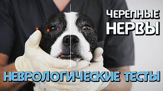 Неврологические тесты#1. Черепные нервы