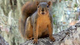 The Sound of Fox Squirrel