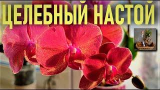 ЧИСТОТЕЛ - ЦЕЛЕБНЫЙ ЧУДО-НАСТОЙ ДЛЯ ЗДОРОВЬЯ И БЫСТРОГО РАЗВИТИЯ ОРХИДЕИ! ЧИСТОТЕЛ УБИВАЕТ НАПОВАЛ!!