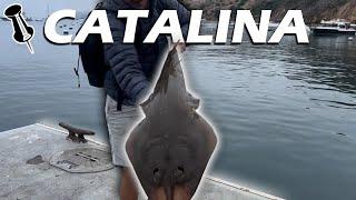 GIANT Shovelnose Guitarfish!: Dock Fishing Catalina Island