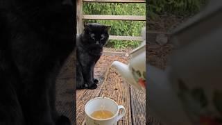 Я никогда не понимала медитаций, а оказалось, что в них мне не хватало кружки чая... #зож #медитация