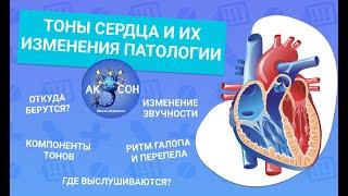 Тоны сердца и их изменения при патология