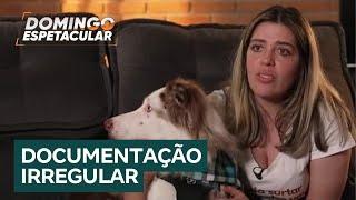 Confira detalhes de fraude que burla regras do transporte de animais em viagens aéreas