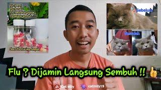 Obat Flu Kucing Paling Ampuh Dijamin Paten Flu Bertahun-tahun Langsung Sembuh