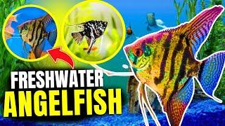 How to Keep Freshwater Angelfish (Care Guide, Tips, & Tricks)