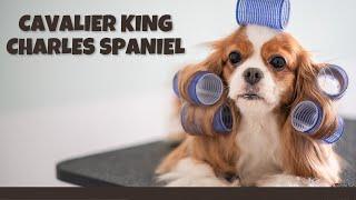 The Cavalier King Charles Spaniel: The Perfect Dog for Families