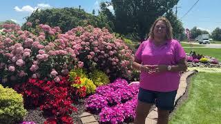 Smooth Hydrangeas are Blooming