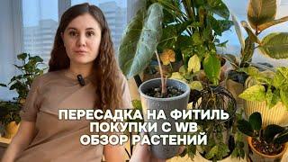 Пересадка на фитиль, покупки с WB, обзор растений