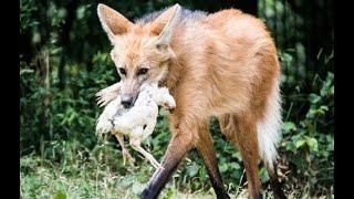 Хитрый и находчивый хищник! Гуара или Гривистый волк. Самый странный волк. Ноги Оленя, Повадки Лисы!