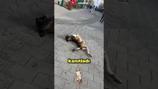 Köpekler Rüya Görür mü? İşte Şaşırtıcı Gerçek!  #hayvanlaralemi
