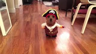 Caribbean Pirate Costume