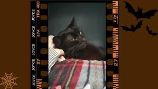 JOYCE-Adoptable Cat at Tails Humane Society
