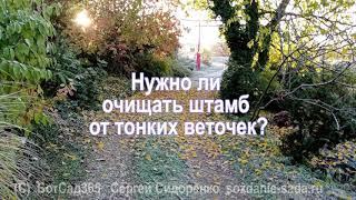 Нужно ли очищать штамб от тонких веточек?