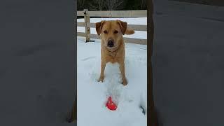 What does the dog say? #dog #shorts