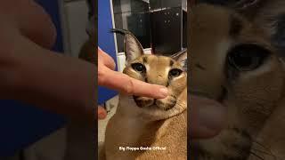 Gosha Tried Kerr But Hissing : Big Floppa #caracal