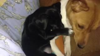 Венди и Моника . Ульяновск . basenji Wendy and Monica kiss)