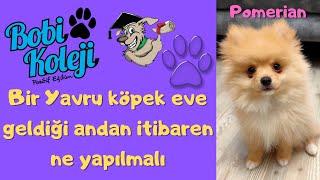 Yavru köpek nasıl eğitilir ? Köpek eve girdiği andan itibaren ne yapmalı ? Soru cevap.