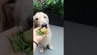 Good job he knows to open the door #dogs #pets #doglover #youtube #youtube #labrador #golden