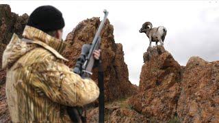 Алтайский горный баран. Аргали - самый крупный баран в мире. Argali. Altai Republic. Siberia.