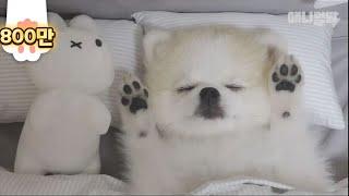 둘 다 인형이어야만 말이되는 상황ㅋ l Touch Jello Paws To See Whether This Dog Is A Doll Or Not!