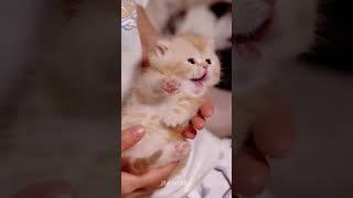 可爱小猫  #256 #小猫 #宠物 #猫短视频 #小猫们 #病毒视频