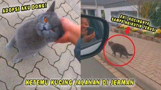 GEMES BANGET! Ketemu Kucing Jalanan Elit di Jerman, Pas Ditinggal Ngikutin Terus Minta Diadopsi