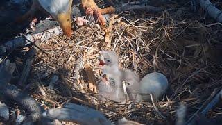 Jackie Feeds Both ChicksCoot Delivered@FOBBVCAM 2025-03-04