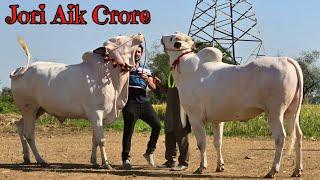 Z & F Cattle Farm - Extremely Dangerous Bulls 2024 - Cow Mandi 2024 - Bakra Mandi 2024