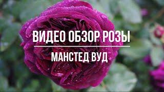 Видео обзор розы Манстед Вуд - Munstead Wood (Austin Великобритания, 2007)