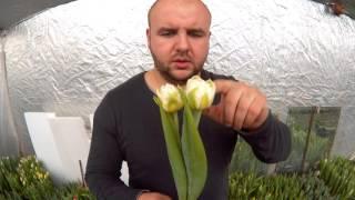 Вирощування тюльпанів. Тюльпан Флемінг Евіта. Tulips Flaming Evita / Тюльпан Флеминг Эвита.