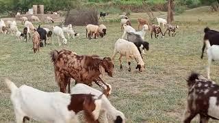 Red Goat and white sheep herd meeting at tharparkar #animals #animal #nature #tharparkar #mating