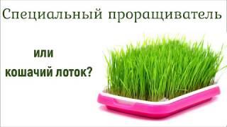 Покупать ли проращиватель или пользоваться подручными средствами?