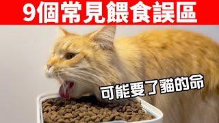 9個常見的貓咪餵食誤區，你還在這樣餵？小心害了貓！【貓咪養護EP7】