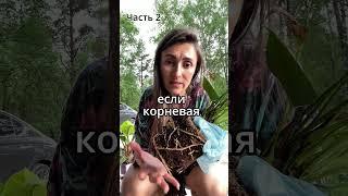 #комнатныерастения #фитодизайн #озеленение