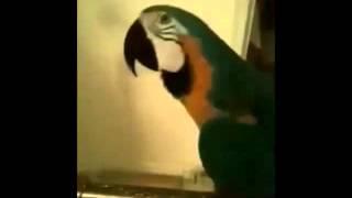 WTF parrot