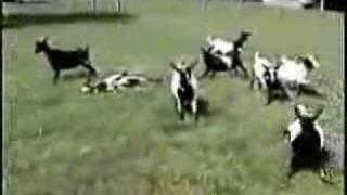Fainting Goats